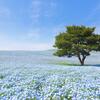 A picture of the blue nemophila fields in Hitachi Seaside Park.
